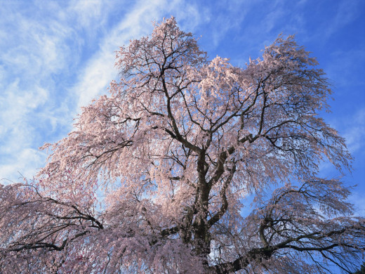 42461 (a): :1600x1200